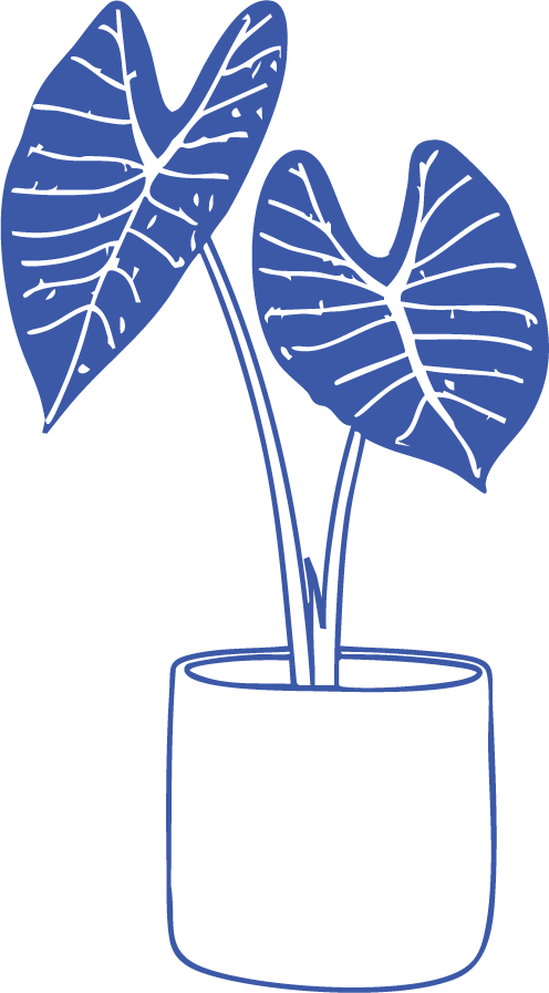Plante